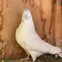 فروش کبوتر کله ای