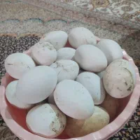 تخم  غاز تازه طبیعی