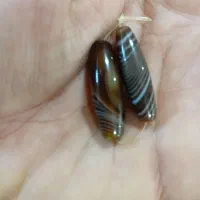 مهره برد سلیمانی