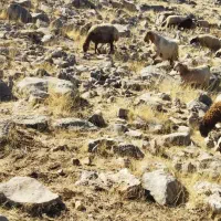 میش داشتی|حیوانات مزرعه|بیلوار, |دیوار