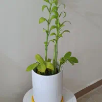 گل طبیعی