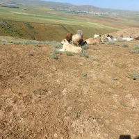 سگ گمشده|سگ|گرمی, |دیوار