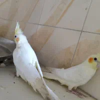 عروس هلندی جفت دستی|پرنده|اهواز, کوی منابع طبیعی|دیوار