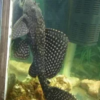 ماهی لجن خوار پلنگی ـ طول ۲۰ تا ۲۵ سانت