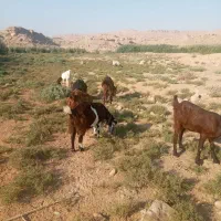 بز داشتی|حیوانات مزرعه|شوشتر, |دیوار