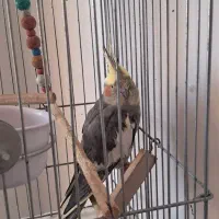 عروس هلندی نر و ماده