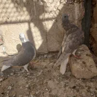 خوشرنگ الماسی پرشی پلاکی کبوتر شهری