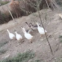 قو قاز