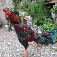 خروس ومرغ لاری،،آدرس خمام