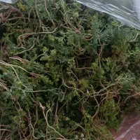 داغ گشنیش