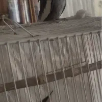 یه عدد عروس هلندی نر