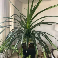 گیاه پاندانوس