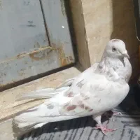 کفتر|پرنده|بهارستان, |دیوار