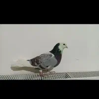 ۲عددکبوتر|پرنده|ابهر, |دیوار