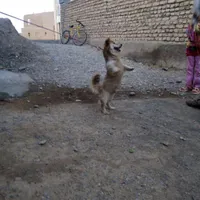 سگ پا کوتاه|سگ|مشهد, خواجه ربیع|دیوار