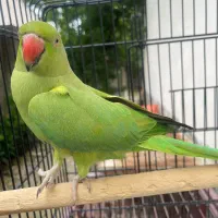 ملنگو بالغ دستی و جوجه ملنگو سرلاکی