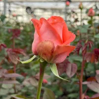 استخدام در گلخانه هیدروپونیک گل رز