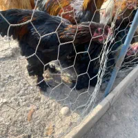 خروس برهما|حیوانات مزرعه|کهریزک, |دیوار