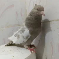 چنتاکفتر|پرنده|چناران, |دیوار