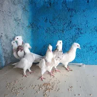 جوجه طوقی