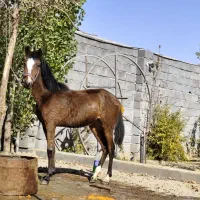 فروش مادیان  شش ساله و کوره مادیان