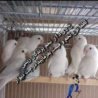 تخم پرندگان زینتی|لوازم جانبی حیوانات|قزوین, |دیوار