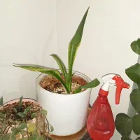 تعدادی گل و گلدان|گل و گیاه طبیعی|شاهین‌شهر, شهرک گلدیس|دیوار