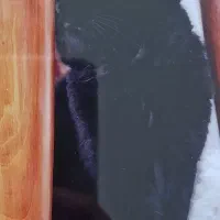 حیوان خانگی