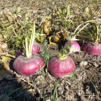 شلغم و چغندر دامی|گل و گیاه طبیعی|اصفهان, قهجاورستان|دیوار