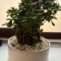 گل بن سای طبیعی|گل و گیاه طبیعی|تهران, مرزداران|دیوار