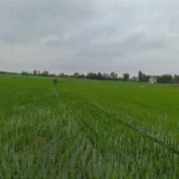 فروش-زمین-کشاورزی-در-رضامحله-مرکزی-رودسر
