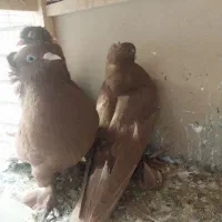 کبوتر راعبی|پرنده|قم, بوستان علوی|دیوار