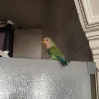 طوطی برزیلی|پرنده|تهران, شهرک دریا|دیوار