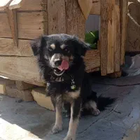 واگذاری سگ پاپی|سگ|نجف‌آباد, پادگان|دیوار