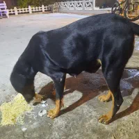 سگ دوبرمن|سگ|بوشهر, |دیوار