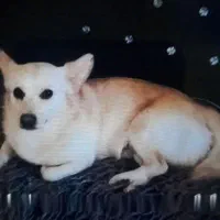 گمشده سال 1401 شب چهارشنبه سوری|سگ|اهواز, کیانشهر|دیوار