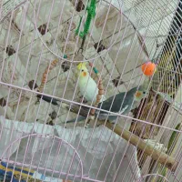 عروس هلندی|پرنده|تهران, خانیآباد|دیوار