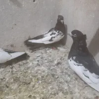 کبوتر رنگی