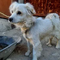 سگ روباهی  گمشده