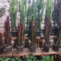 گل افروبیا قرمز حراج ۱۵۰ ت