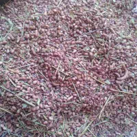 خارشتر جایگزین بی بدیل یونجه