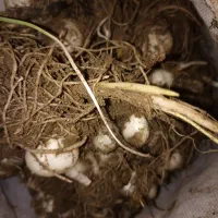 موسیر کوهی بدون لک و زدگی،تمیز کرده تحویل میدم