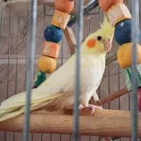 عروس هلندی نر