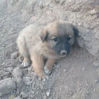 سگ افغان|سگ|کرمان, |دیوار