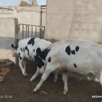 گوساله نر