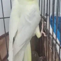 گم شده