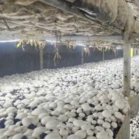 استخدام نیروی کار و نگهبان