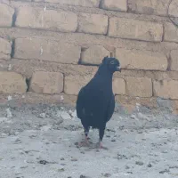 کبوتر . دمسفید. بهبونی. پلاکی. جوجه|پرنده|مرودشت, فرهنگ|دیوار