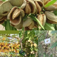 درخت بادام پرمحصول در سرای نهال