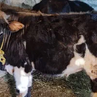 مزایده گاووگوساله